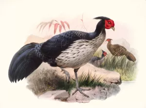 Euplocamus melanotis by Joseph Smit Oil Painting