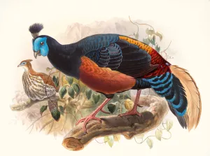 Euplocamus nobilis by Joseph Smit Oil Painting