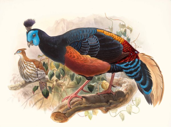 Euplocamus nobilis by Joseph Smit - Hand-Painted Oil Painting Reproduction