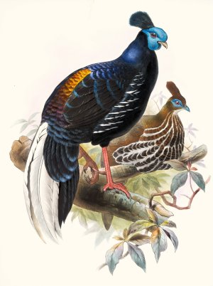 Euplocomus ignitus by Joseph Smit Oil Painting