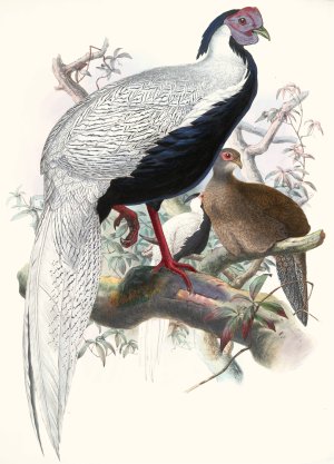 Euplocomus nycthemerus by Joseph Smit Oil Painting