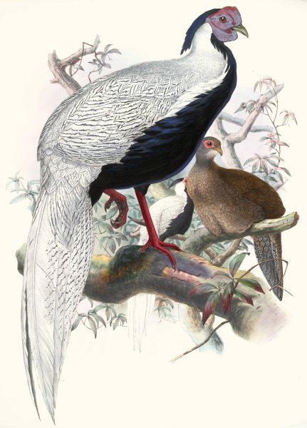 Euplocomus nycthemerus by Joseph Smit - Hand-Painted Oil Painting Reproduction