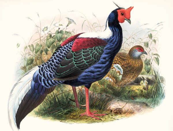 Euplocomus Swinhoei by Joseph Smit - Hand-Painted Oil Painting Reproduction