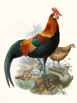 Gallus ferrugineus by Joseph Smit Oil Painting