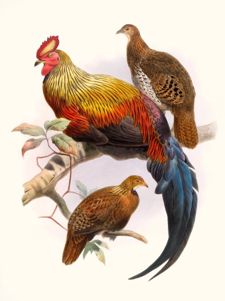 Gallus La-Fayettei by Joseph Smit - Hand-Painted Oil Painting Reproduction