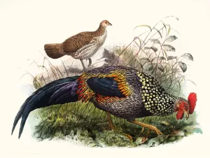 Gallus Sonneratii Oil painting by Joseph Smit