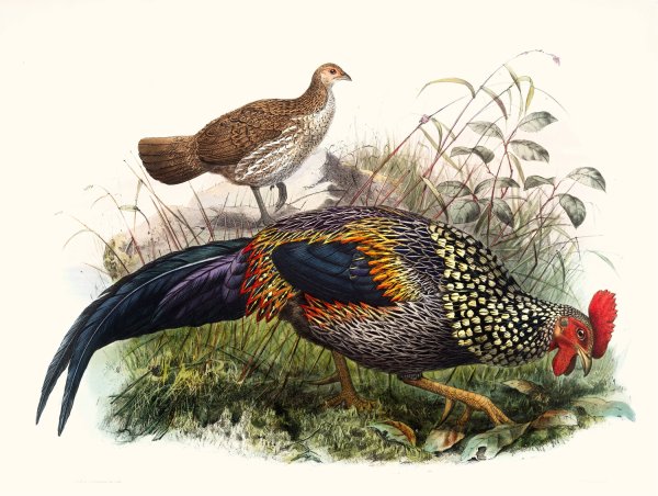 Gallus Sonneratii by Joseph Smit - Hand-Painted Oil Painting Reproduction