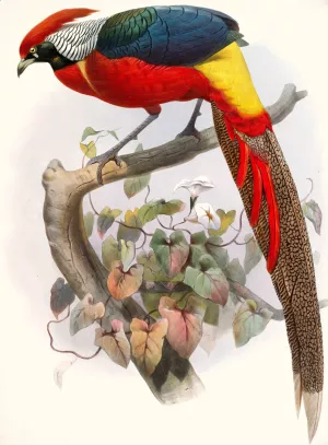 Hybrid Pheasant by Joseph Smit Oil Painting