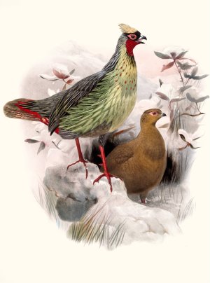 Ithalginis cruentus by Joseph Smit Oil Painting