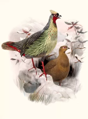 Ithalginis cruentus by Joseph Smit Oil Painting