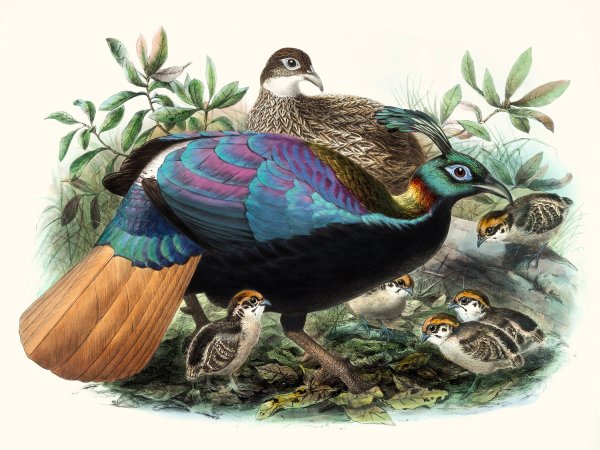 Lophophorus Impeyanus by Joseph Smit - Hand-Painted Oil Painting Reproduction