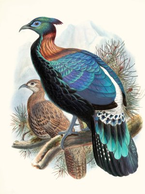 Lophophorus Lhuysii Oil painting by Joseph Smit