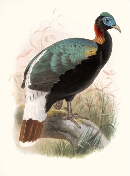 Lophophorus Sclateri by Joseph Smit - Hand-Painted Oil Painting Reproduction