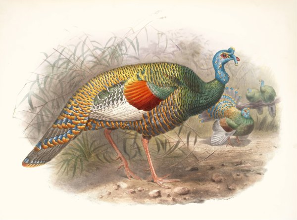 Melaeacris Ocellata  by Joseph Smit - Hand-Painted Oil Painting Reproduction
