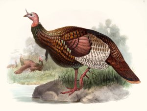 Meleagris gallopavo by Joseph Smit Oil Painting