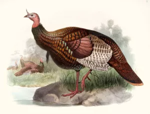 Meleagris gallopavo by Joseph Smit Oil Painting