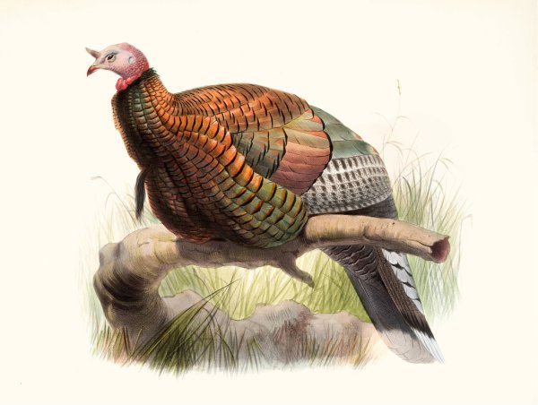 Meleagris Mexicana  by Joseph Smit - Hand-Painted Oil Painting Reproduction