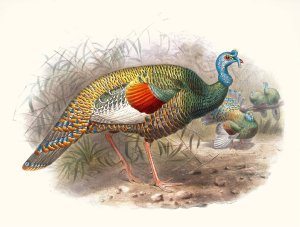Meleagris ocellata by Joseph Smit Oil Painting
