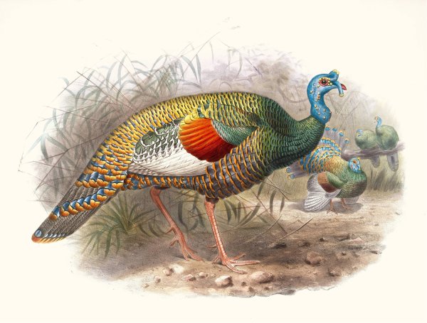 Meleagris ocellata by Joseph Smit - Hand-Painted Oil Painting Reproduction