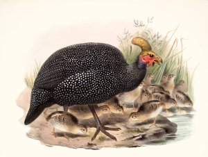 Numida coronata by Joseph Smit Oil Painting