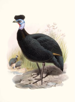 Numida cristata by Joseph Smit Oil Painting