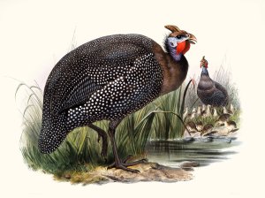 Numida meleagris by Joseph Smit Oil Painting