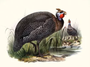 Numida meleagris by Joseph Smit Oil Painting