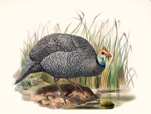 Numida mitrata by Joseph Smit Oil Painting