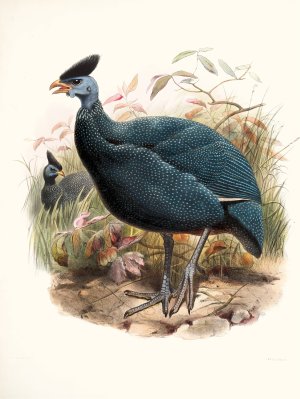 Numida plumifera by Joseph Smit Oil Painting