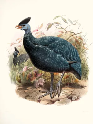 Numida plumifera by Joseph Smit Oil Painting