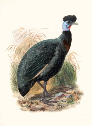 Numida Verreauxii by Joseph Smit Oil Painting