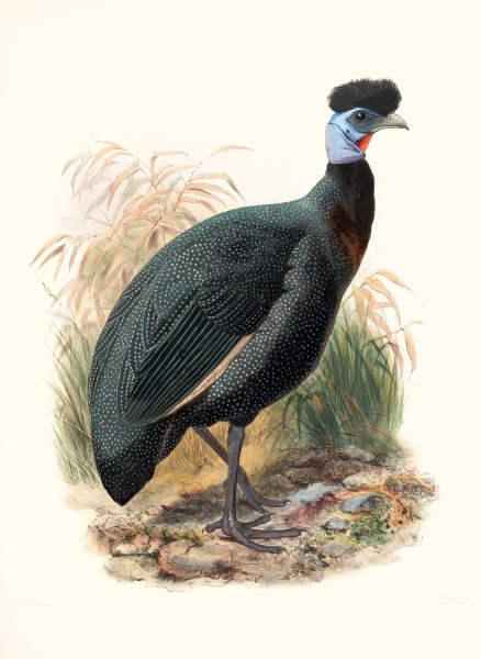 Numida Verreauxii by Joseph Smit - Hand-Painted Oil Painting Reproduction