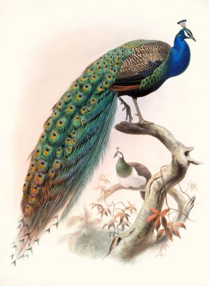 Pavo cristatus by Joseph Smit Oil Painting