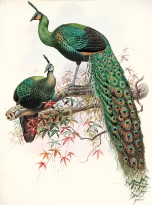 Pavo muticus Oil painting by Joseph Smit