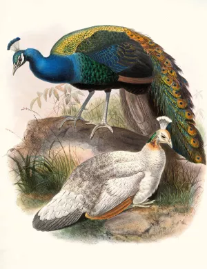 Pavo nigripennis Oil painting by Joseph Smit