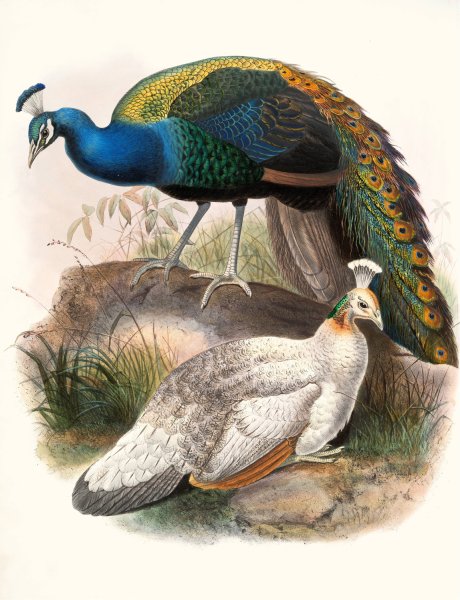 Pavo nigripennis by Joseph Smit - Hand-Painted Oil Painting Reproduction