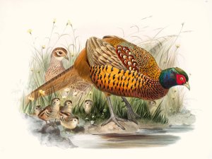 Phasianus colchicus by Joseph Smit Oil Painting