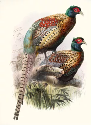 Phasianus Deccollatus by Joseph Smit Oil Painting
