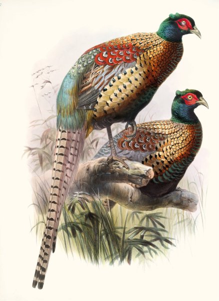 Phasianus Deccollatus  by Joseph Smit - Hand-Painted Oil Painting Reproduction