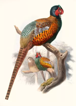 Phasianus elegans Oil painting by Joseph Smit