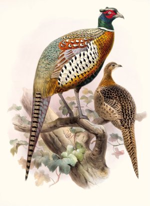 Phasianus formosanus by Joseph Smit Oil Painting