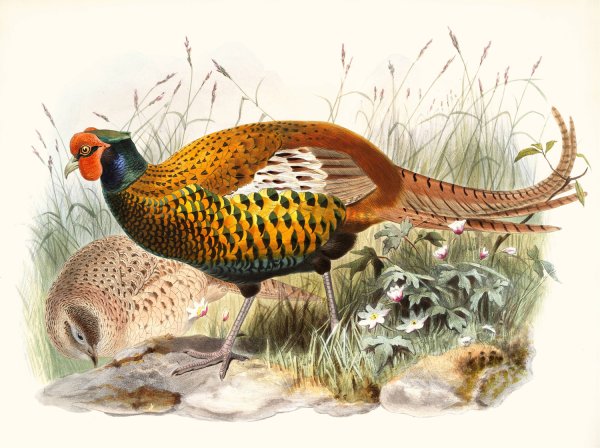 Phasianus insignis by Joseph Smit - Hand-Painted Oil Painting Reproduction