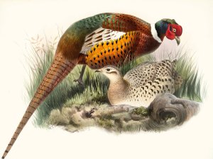 Phasianus mongolicus by Joseph Smit Oil Painting