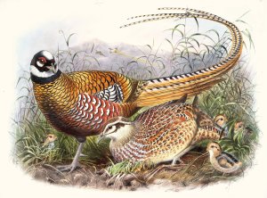Phasianus Reevesii by Joseph Smit Oil Painting