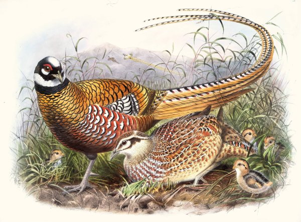 Phasianus Reevesii by Joseph Smit - Hand-Painted Oil Painting Reproduction