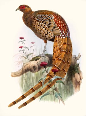 Phasianus Soemmerringi, var scintillans by Joseph Smit Oil Painting
