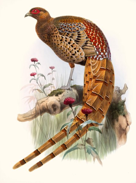 Phasianus Soemmerringi, var scintillans by Joseph Smit - Hand-Painted Oil Painting Reproduction