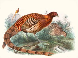 Phasianus Soemmerringii Oil painting by Joseph Smit
