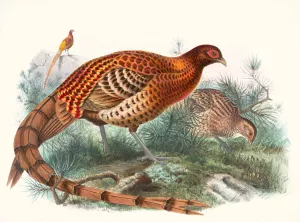 Phasianus Soemmerringii Oil painting by Joseph Smit