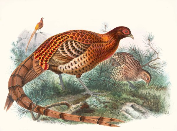 Phasianus Soemmerringii by Joseph Smit - Hand-Painted Oil Painting Reproduction